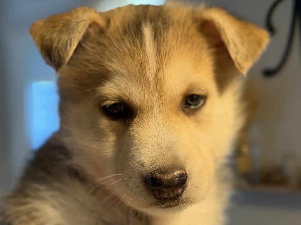 Loki (Venus Litter) Image