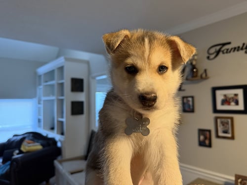 LOKI (VENUS LITTER) - Husky / Spitz available for adoption