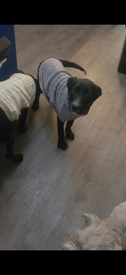 HONEY - "PENN LITTER" - Shepherd / Labrador Retriever available for adoption