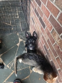 Honey - "Penn Litter" - Photo 2