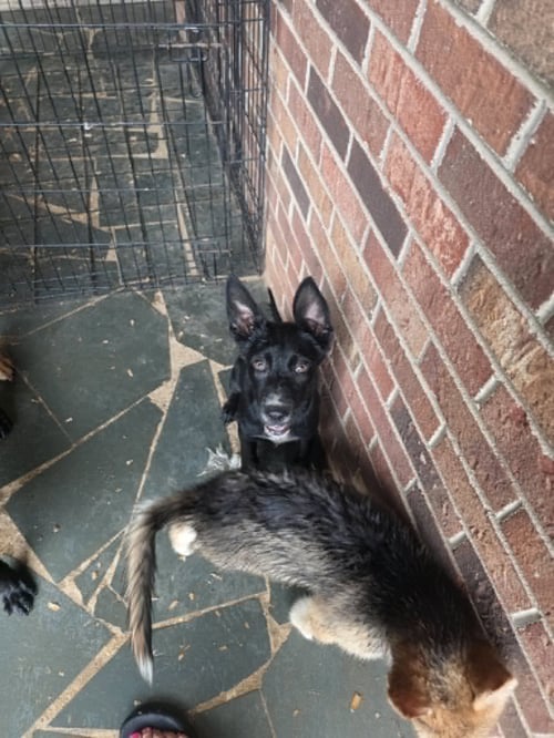 HONEY - "PENN LITTER" - Shepherd / Labrador Retriever available for adoption