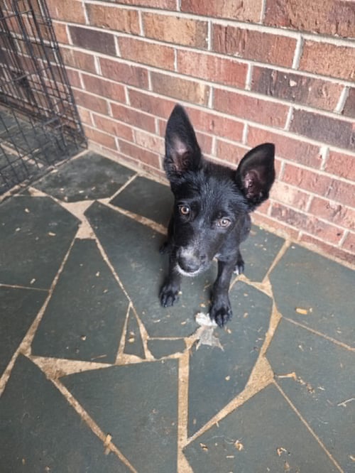 HONEY - "PENN LITTER" - Shepherd / Labrador Retriever available for adoption