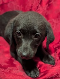Ruin - Life of a Showgirl Litter - Photo 1