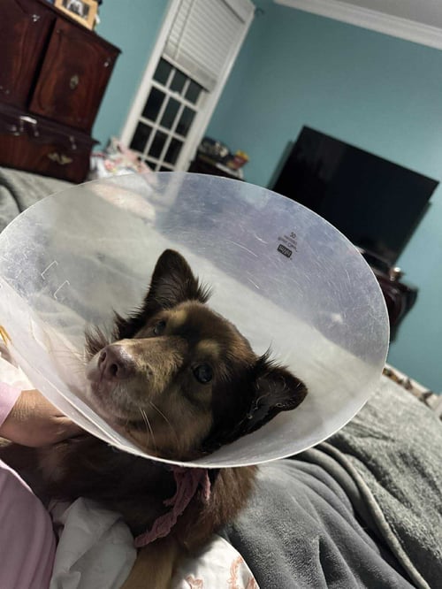 CHOU - Chihuahua available for adoption