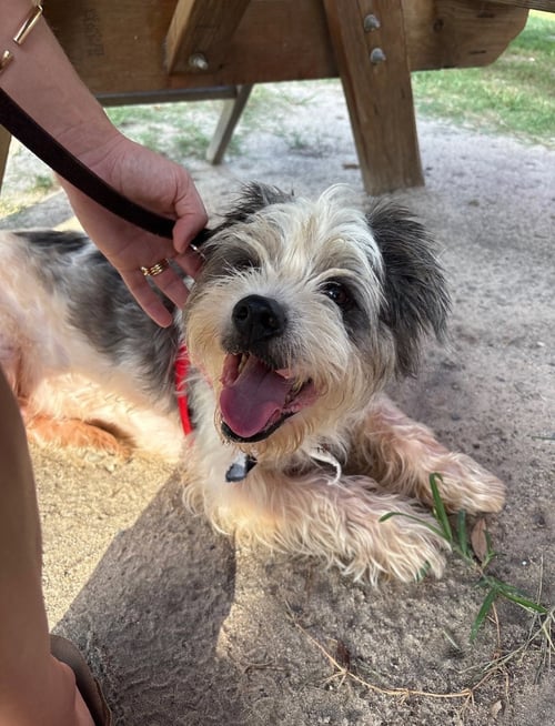 SAM - Lhasa Apso / Terrier available for adoption