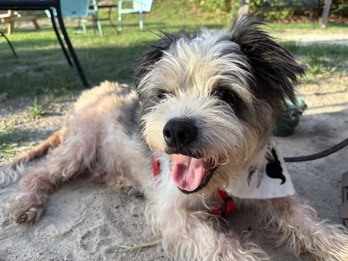 SAM - Lhasa Apso / Terrier available for adoption