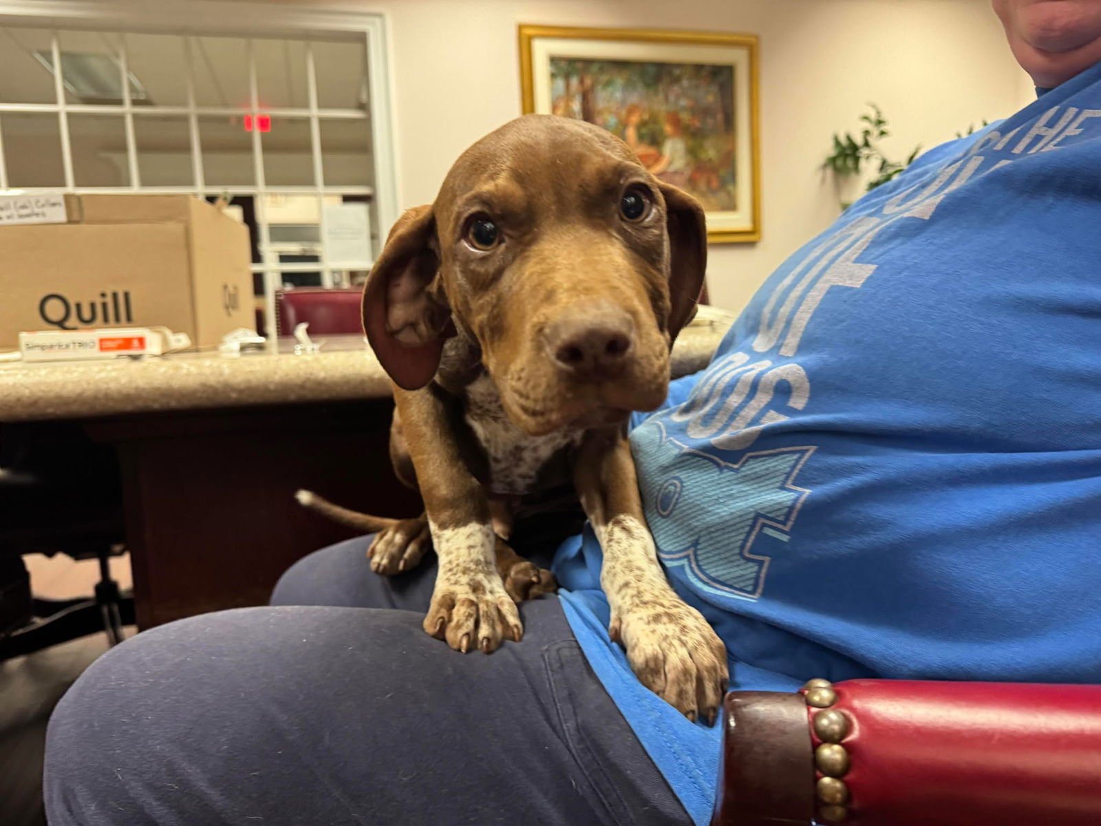 JURY - Labrador Retriever available for adoption