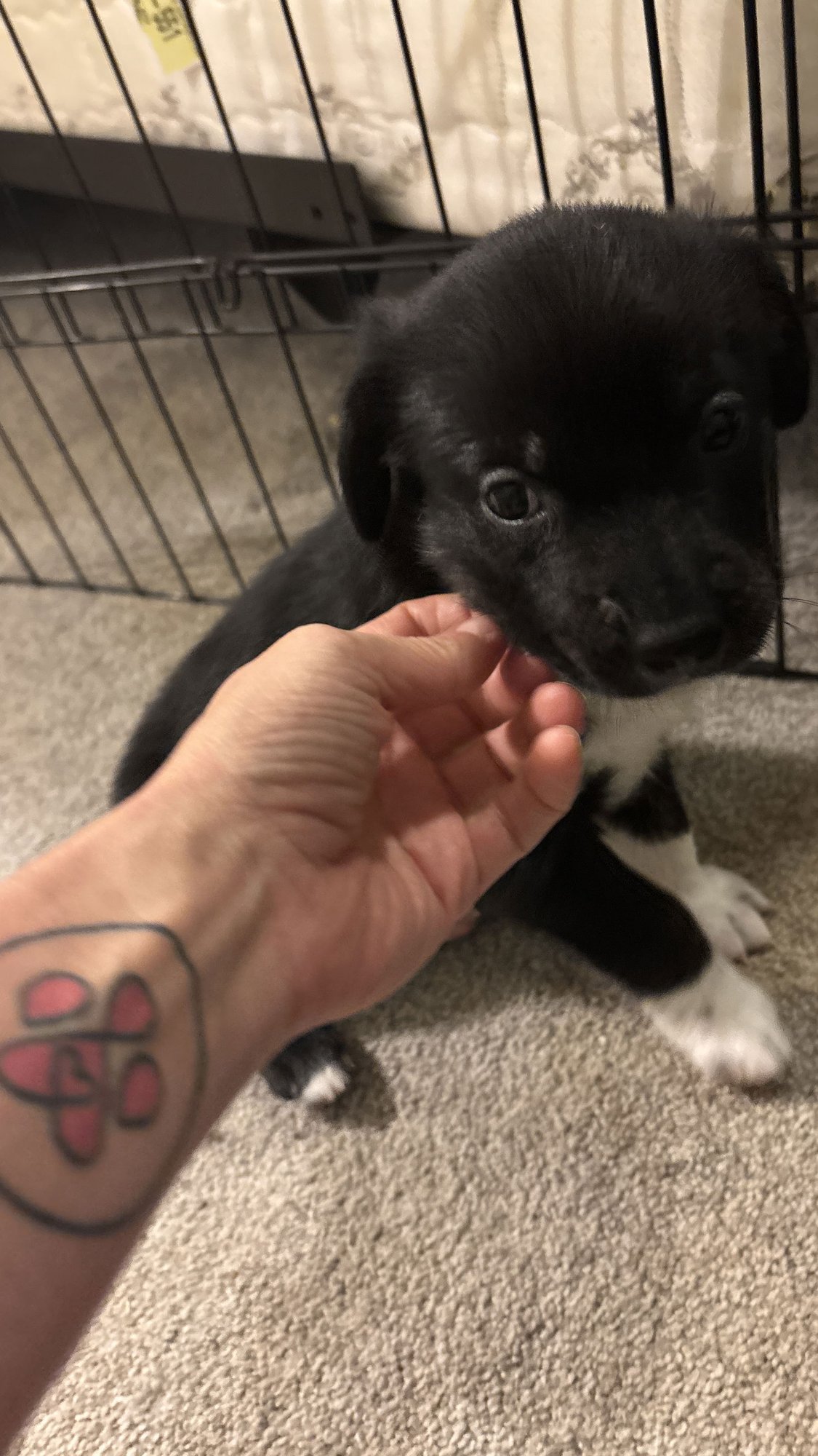 BART: THE SIMPSON’S LITTER - Dachshund / Rat Terrier available for adoption