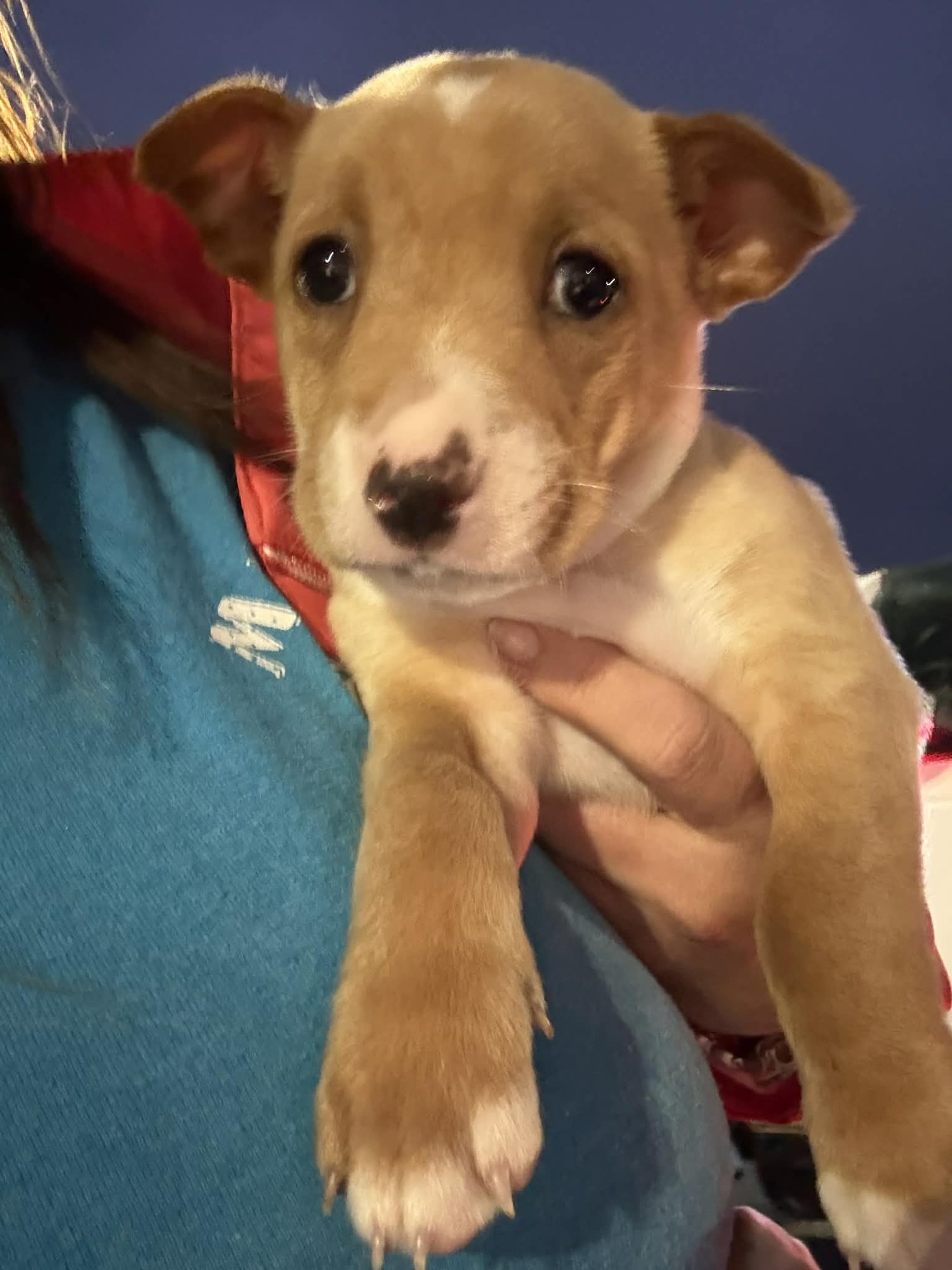 JOHNNY - TRAITORS LITTER - Terrier / Shepherd available for adoption