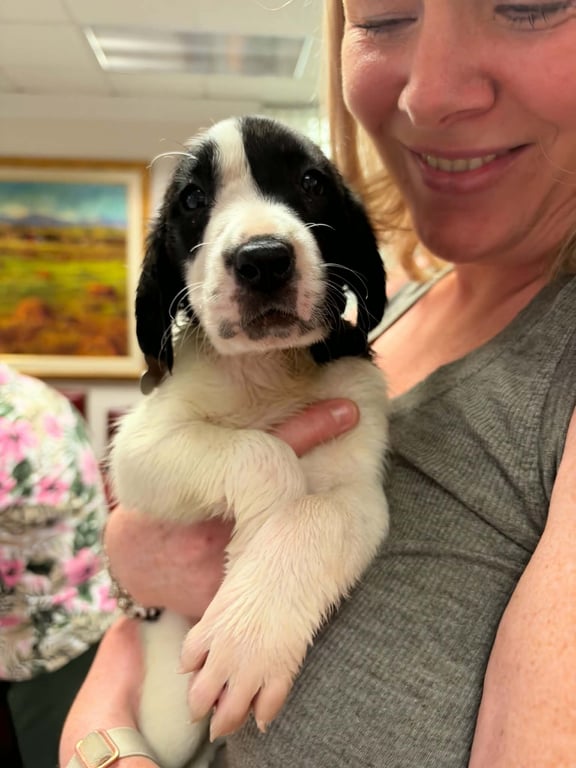 Burton - Halloween Litter Image