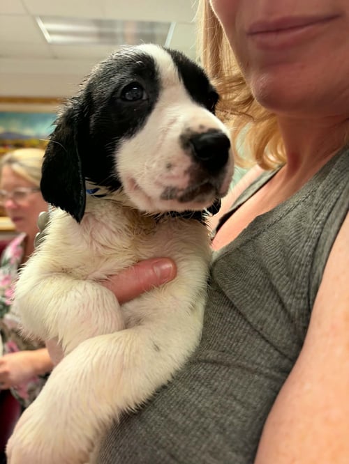 BURTON - HALLOWEEN LITTER - Anatolian Shepherd / Hound available for adoption