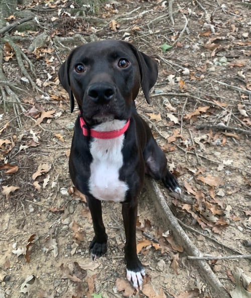 MOBY - Hound / Labrador Retriever available for adoption