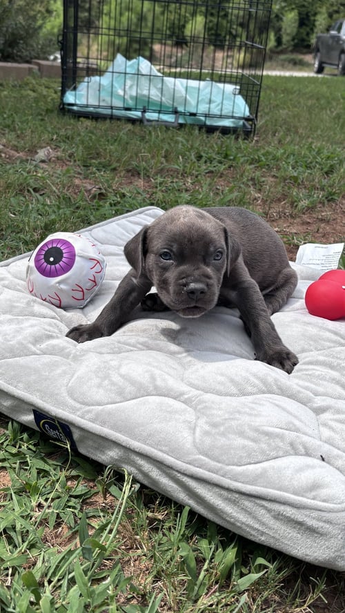 PEBBLES - CORA'S LITTER - American Staffordshire Terrier available for adoption