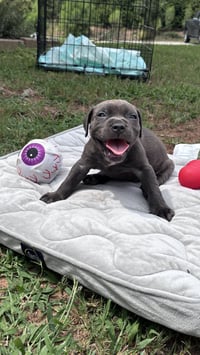 Pebbles - Cora's Litter - Photo 1