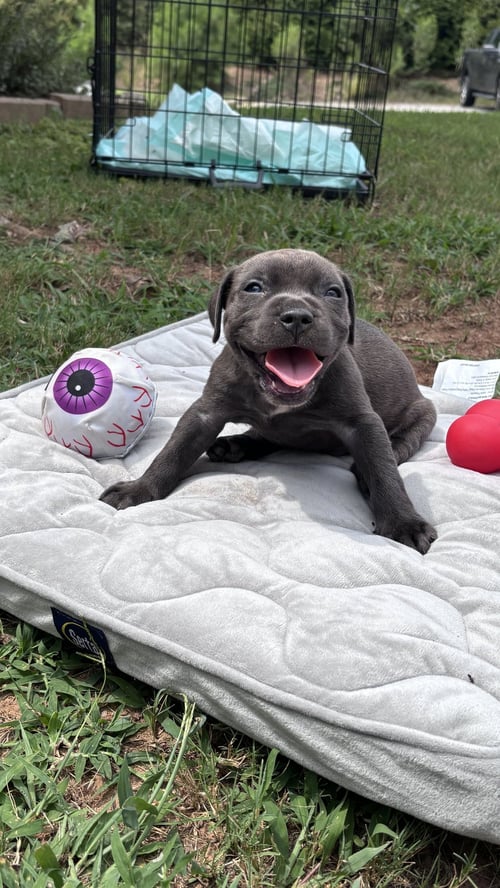 PEBBLES - CORA'S LITTER - American Staffordshire Terrier available for adoption