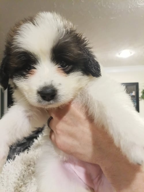 TIANA - DISNEY LITTER - Great Pyrenees / Anatolian Shepherd available for adoption