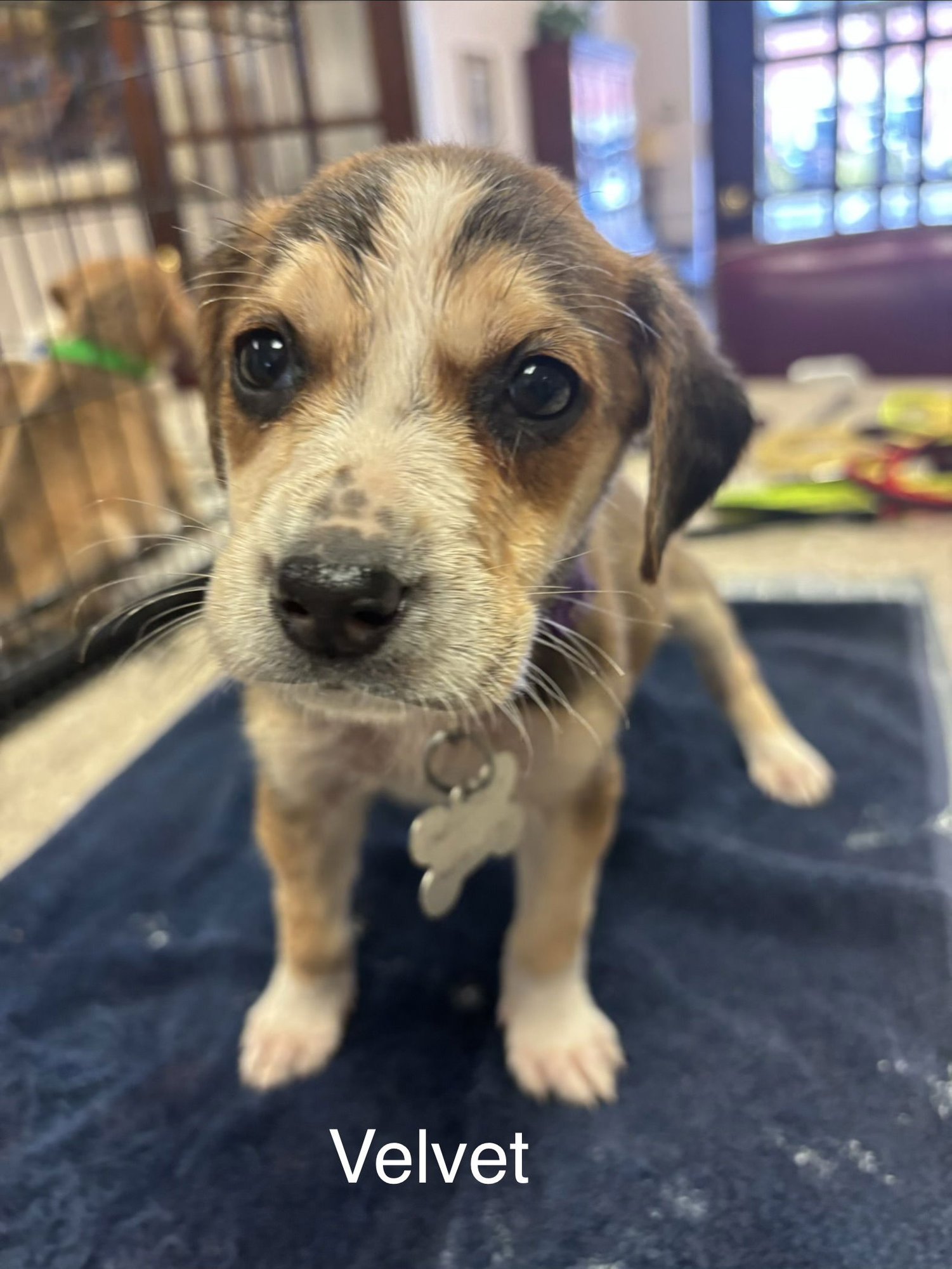 VELVET - Beagle available for adoption