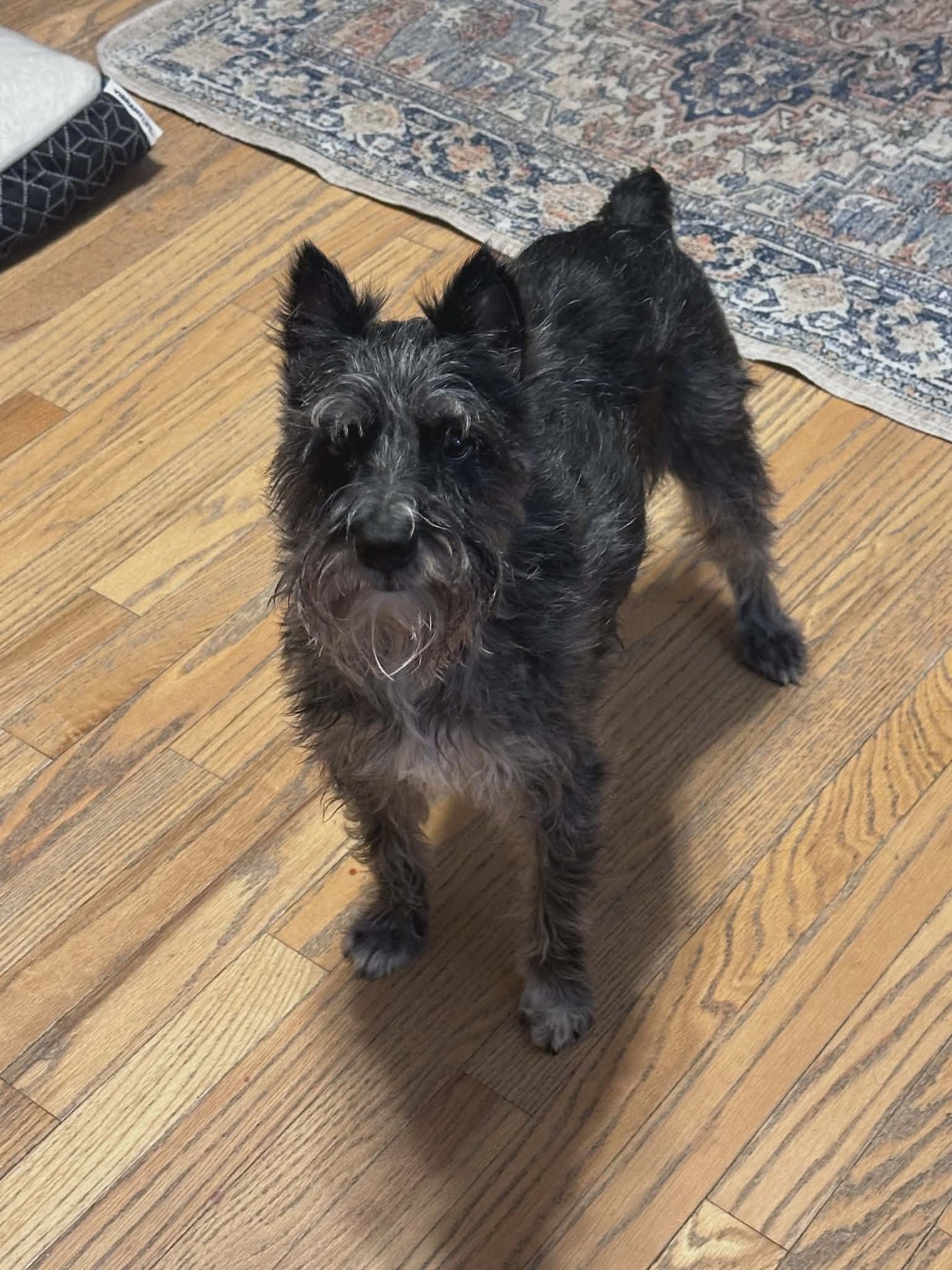TAZ - Miniature Schnauzer available for adoption
