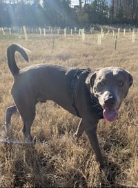 Ozzy Oak - Photo 3