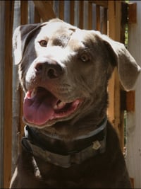 Ozzy Oak - Photo 6
