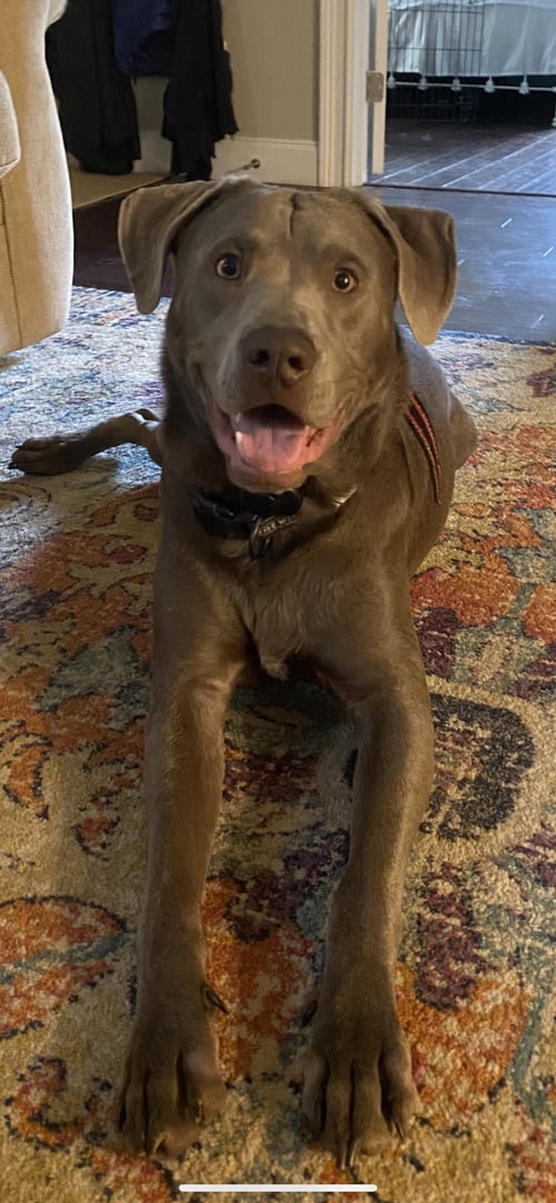 OZZY OAK - Labrador Retriever available for adoption