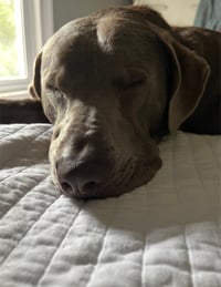 Ozzy Oak - Photo 4