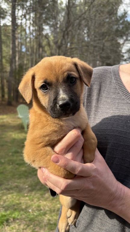 Leonard - Big Bang Litter Image