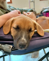 Leonard - Big Bang Litter - Photo 6