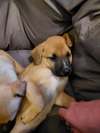 Leonard - Big Bang Litter - Photo 5
