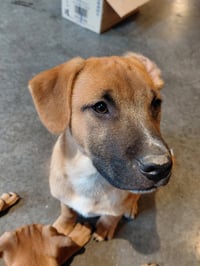 Leonard - Big Bang Litter - Photo 4