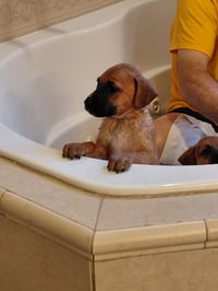 Leonard - Big Bang Litter - Photo 9