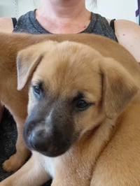 Leonard - Big Bang Litter - Photo 7