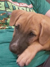 Leonard - Big Bang Litter - Photo 10