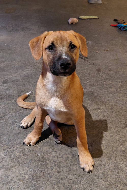 LEONARD - BIG BANG LITTER - Boxer / Shepherd available for adoption