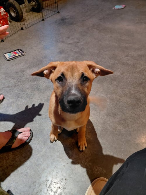 LEONARD - BIG BANG LITTER - Boxer / Shepherd available for adoption