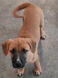 Leonard - Big Bang Litter - Photo 11