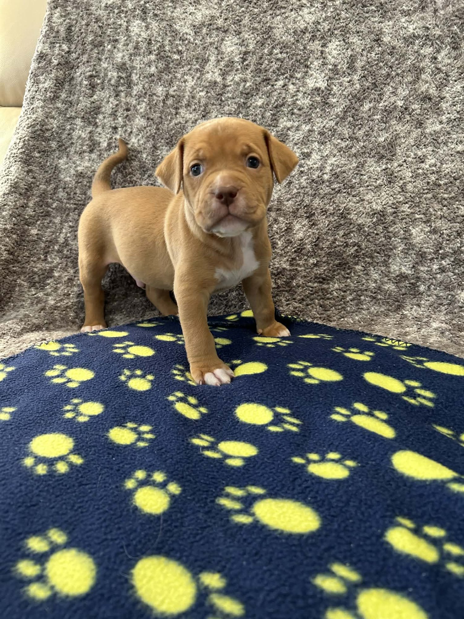NICHOLAS - GOLDEN HOUR LITTER - American Staffordshire Terrier available for adoption