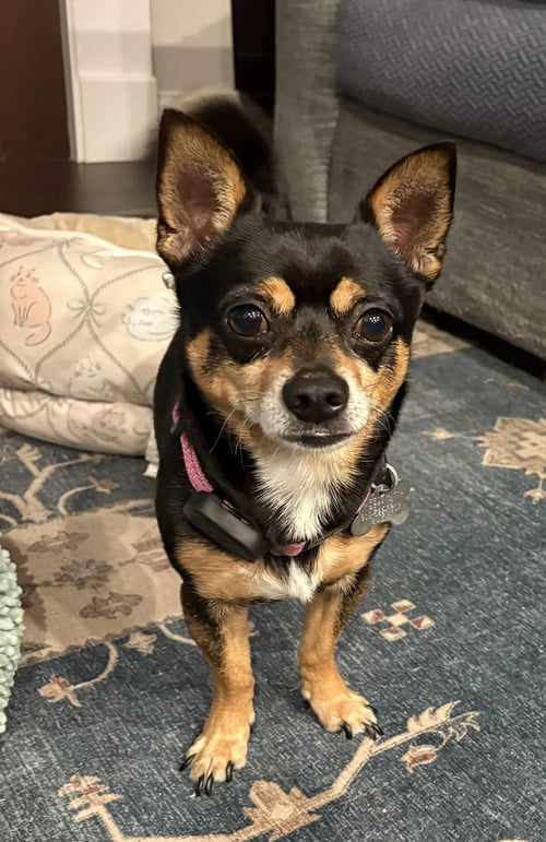 BLAZE - Chihuahua available for adoption
