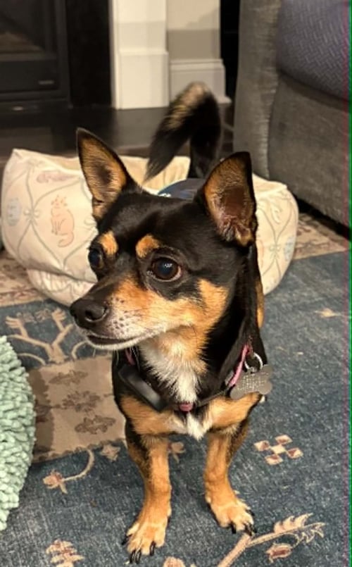 BLAZE - Chihuahua available for adoption