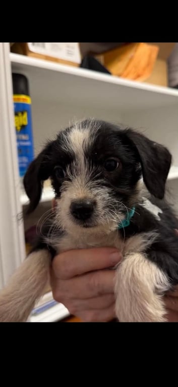 Brisa - "B" Litter Image