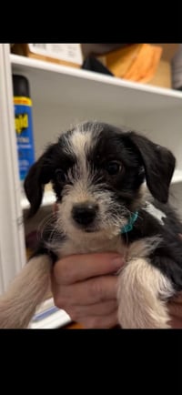 Brisa - "B" Litter - Photo 1