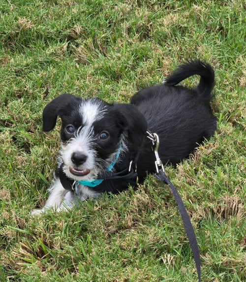 BRISA - "B" LITTER - Terrier / Dachshund available for adoption