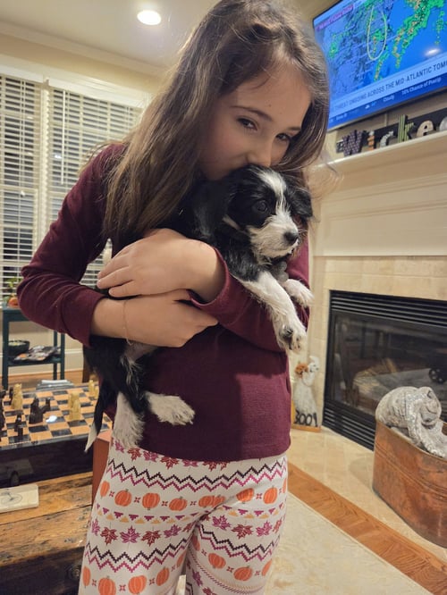 BRISA - "B" LITTER - Terrier / Dachshund available for adoption