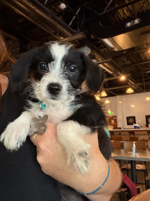 BRISA - "B" LITTER - Terrier / Dachshund available for adoption