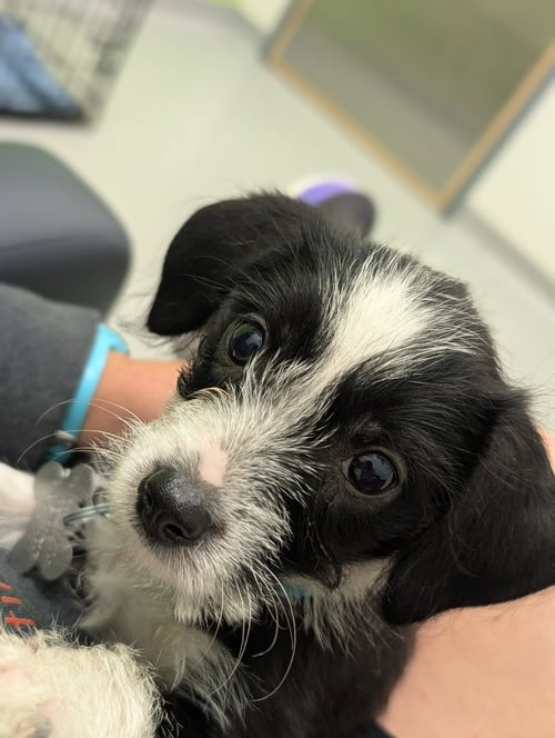 BRISA - "B" LITTER - Terrier / Dachshund available for adoption
