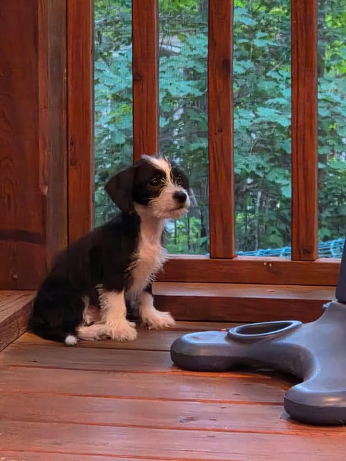BRISA - "B" LITTER - Terrier / Dachshund available for adoption