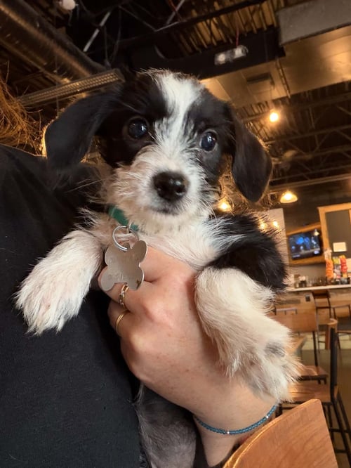 BRISA - "B" LITTER - Terrier / Dachshund available for adoption