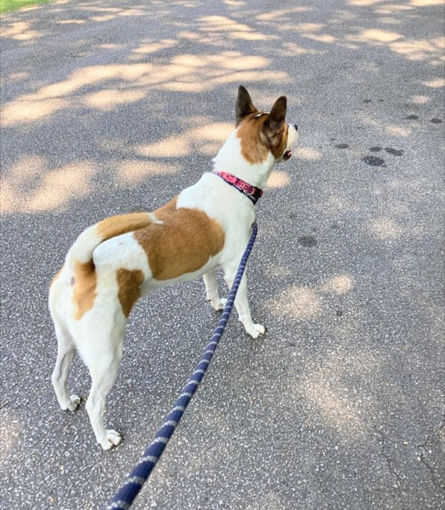 LOLA B - Boxer / Cattle Dog available for adoption