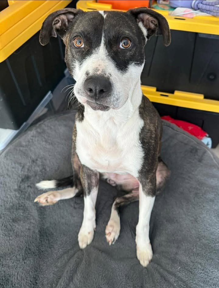 HARPER (COURTESY) - American Pit Bull Terrier available for adoption