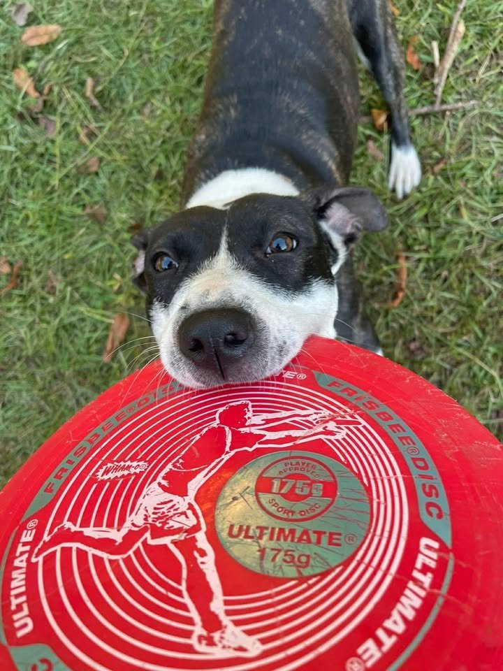 HARPER (COURTESY) - American Pit Bull Terrier available for adoption